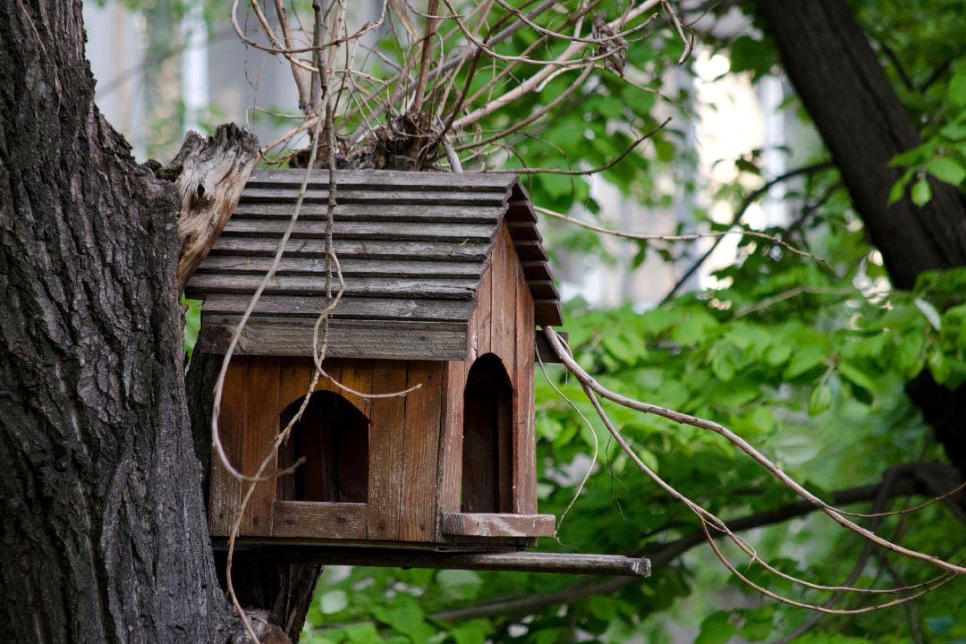 Vogelhuisje in eenboom